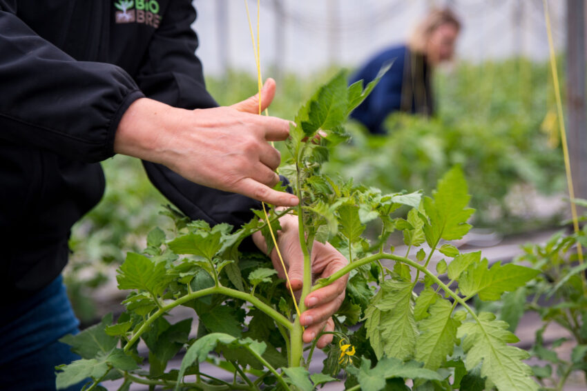 Toujours pas de tomates Bio en hiver !