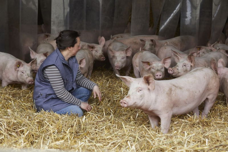 Reportage : élever des porcs mâles non castrés en agriculture biologique