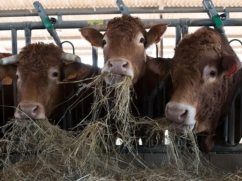 Vaches