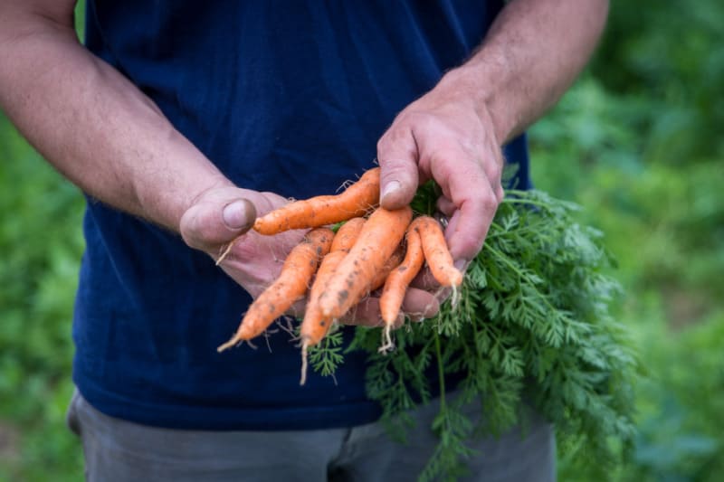 Placer la Bio au cœur de la Stratégie nationale pour l’Alimentation, la Nutrition et le Climat