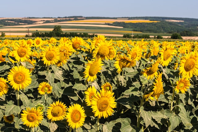 Loi Duplomb : pourquoi l’agriculture biologique fait partie de la solution.